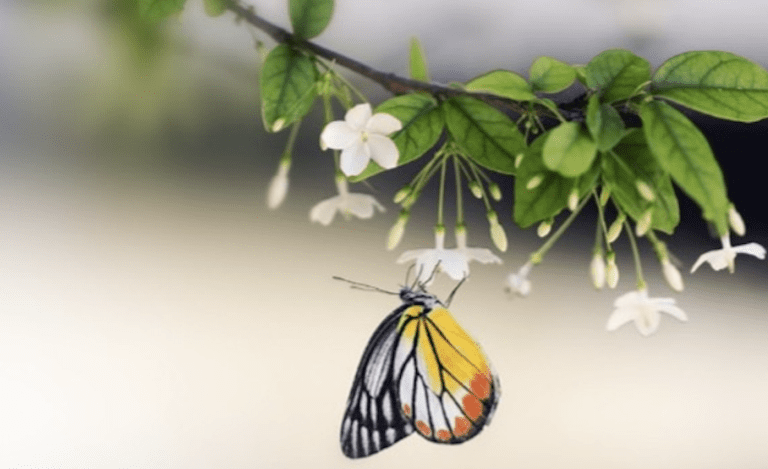 Virtue of the Week — Modesty